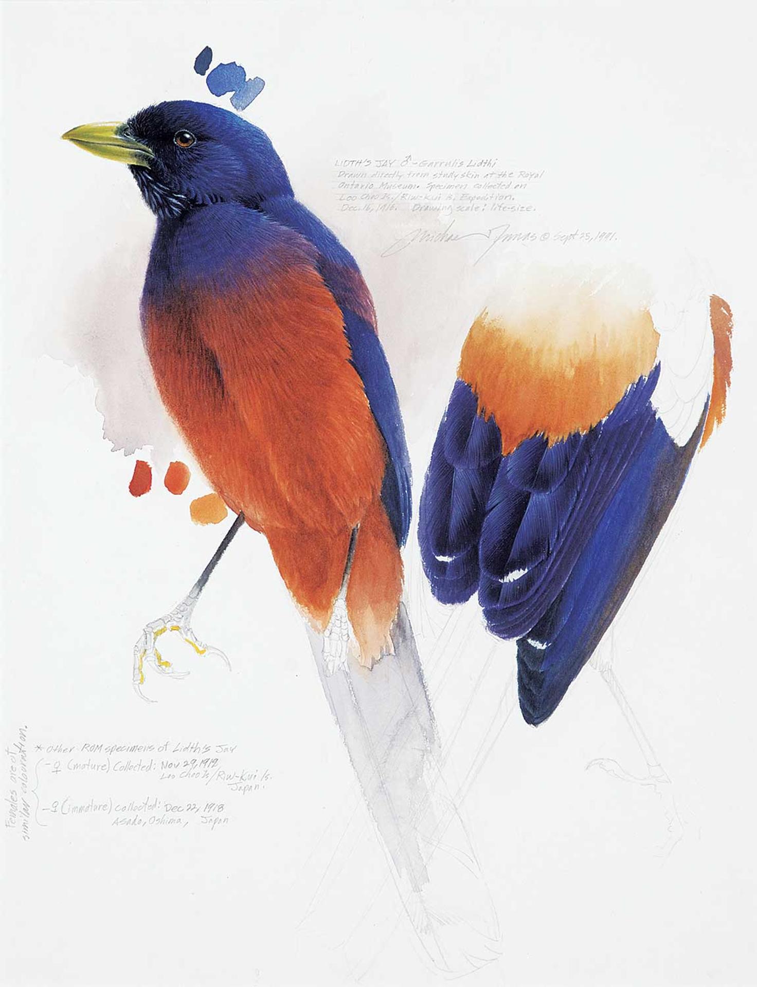 Michael Dumas (1950) - Lidth's Jay