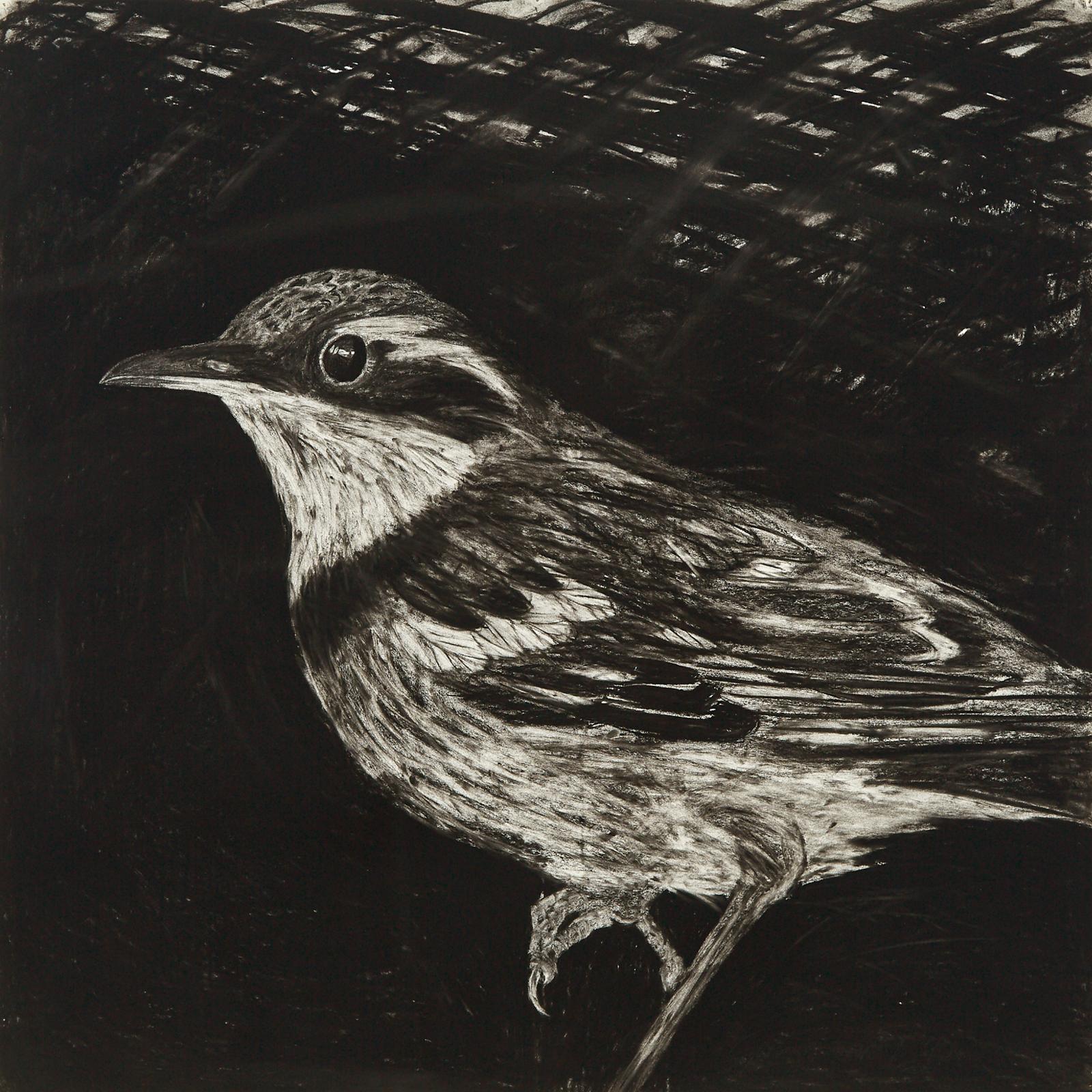 Gwen Curry (1950) - Study #11 - Varied Thrush