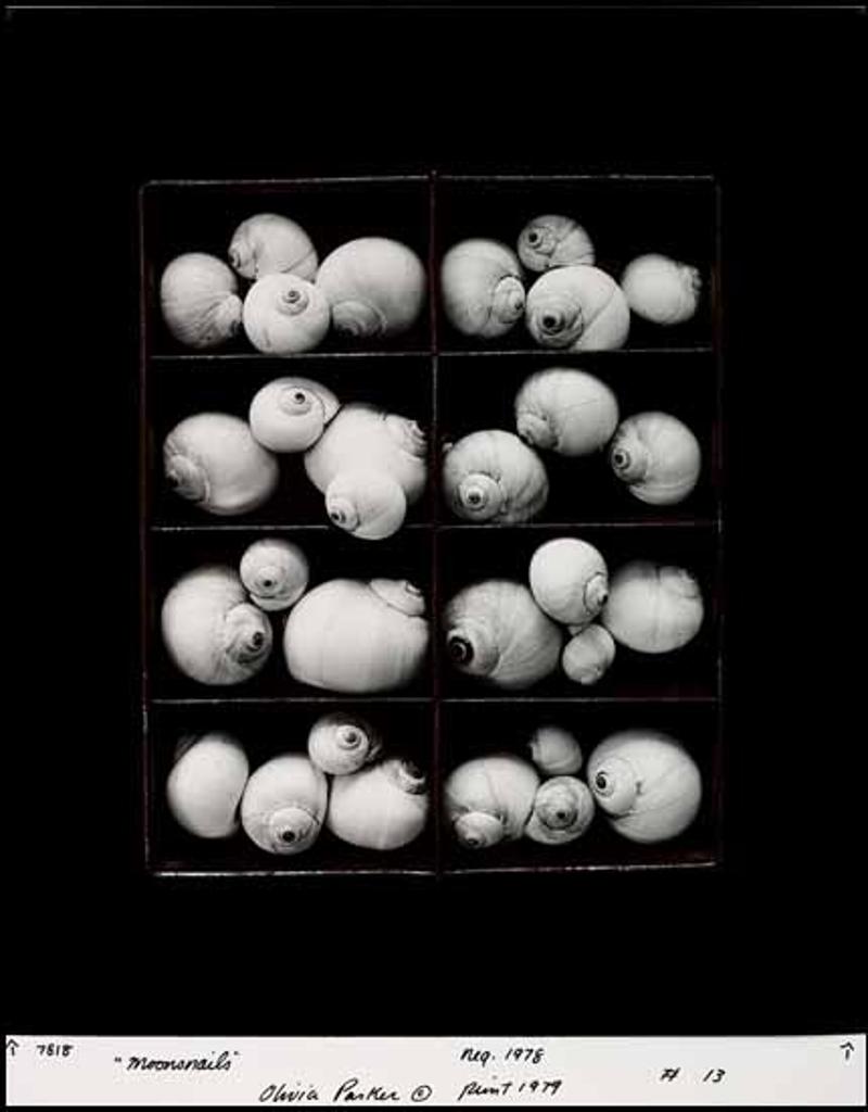 Olivia Parker (1941) - Moonsnails