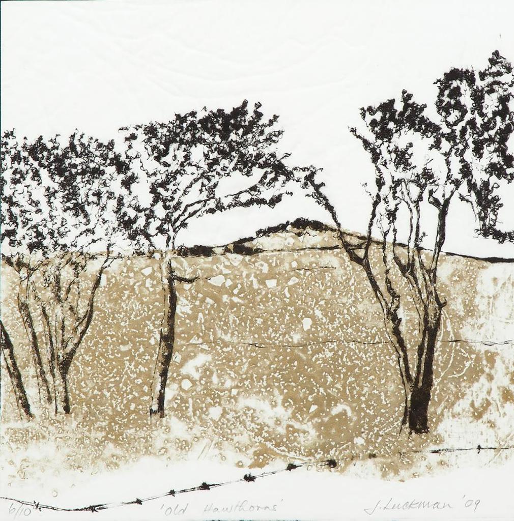 J. Juckman - Old Hawthorns