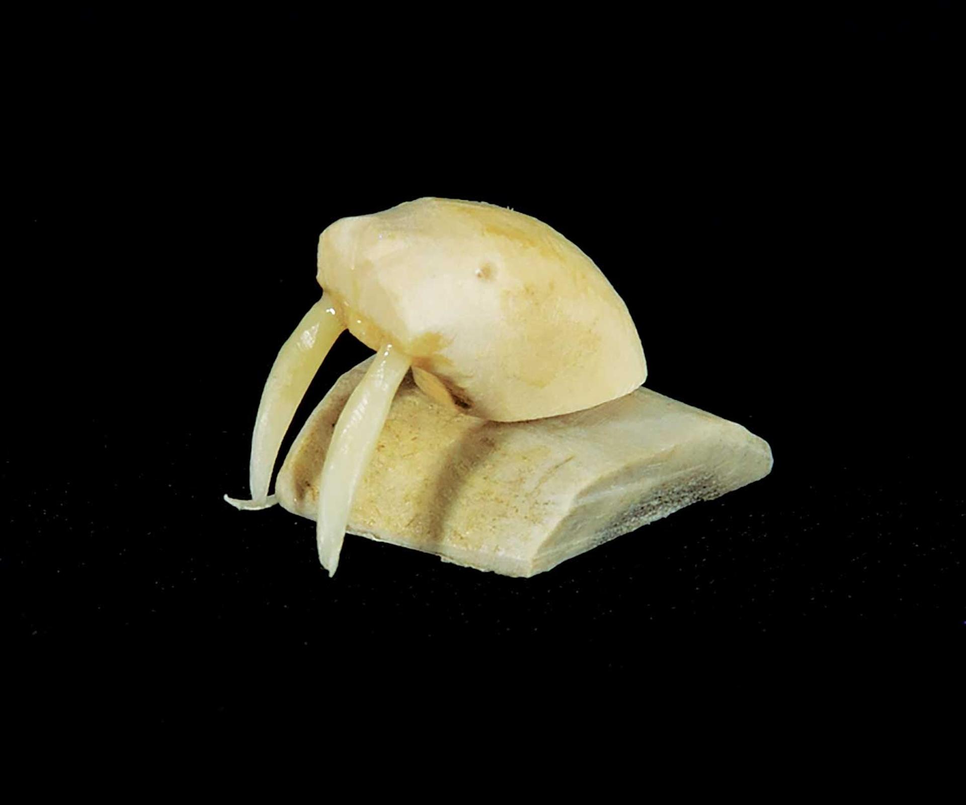 Anarudluk - Walrus Head