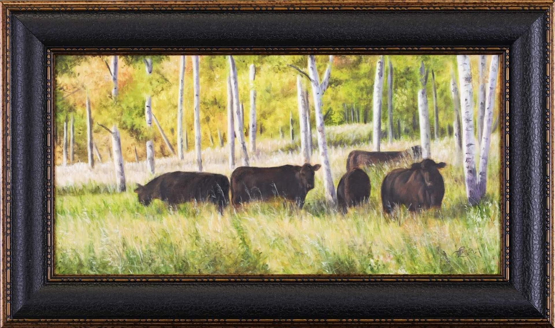 Tammy Taylor (1974) - Black Angus, Grazing