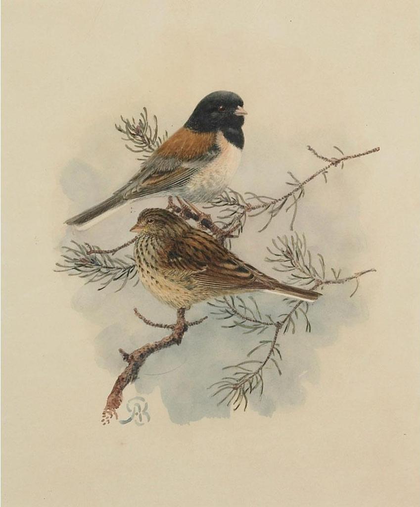 Allan Brooks (1869-1946) - Sierra Junco