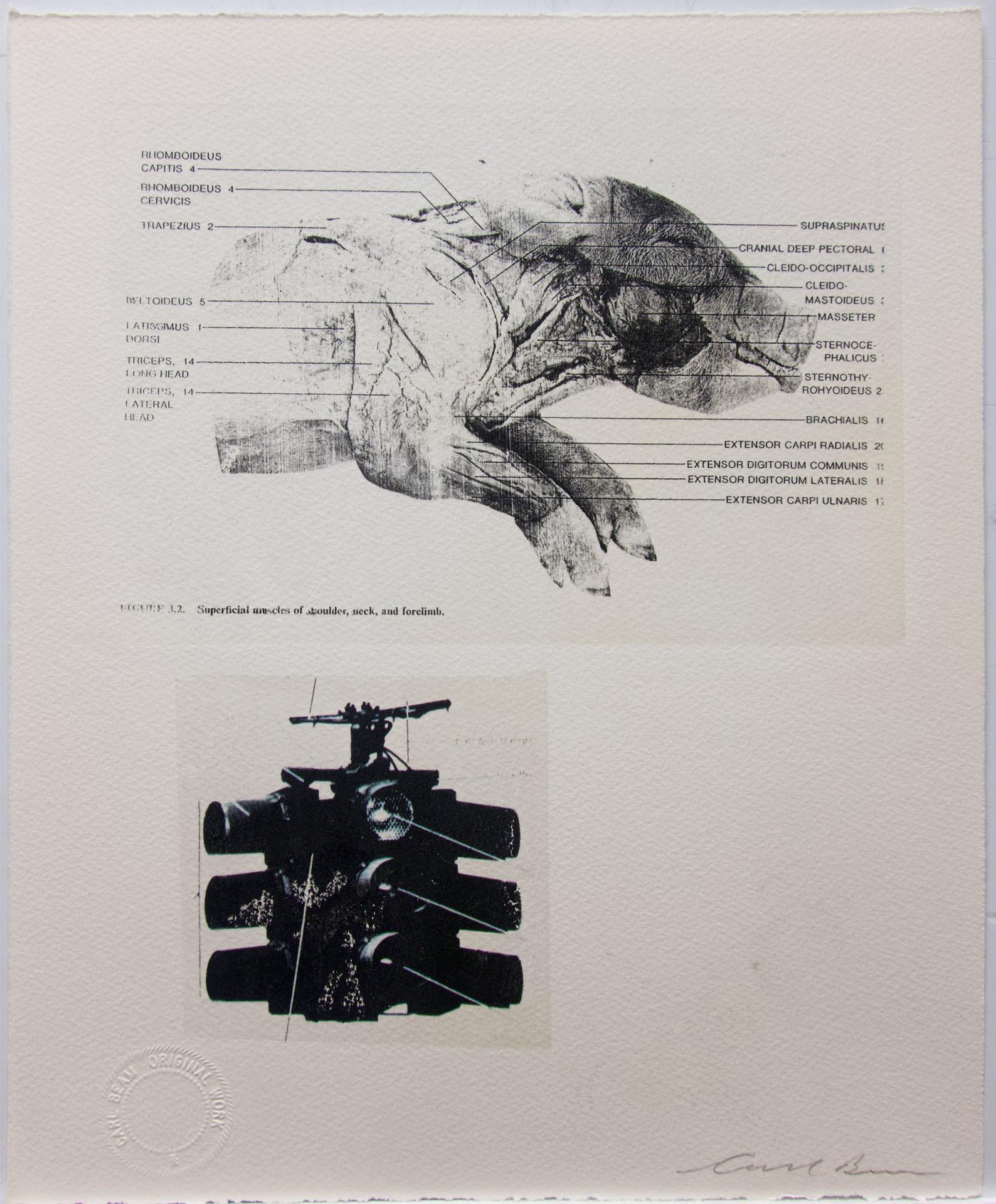 Carl Beam (1943-2005) - Superficial Muscles Of Shoulder, Neck And Forelimb (Traffic Light)