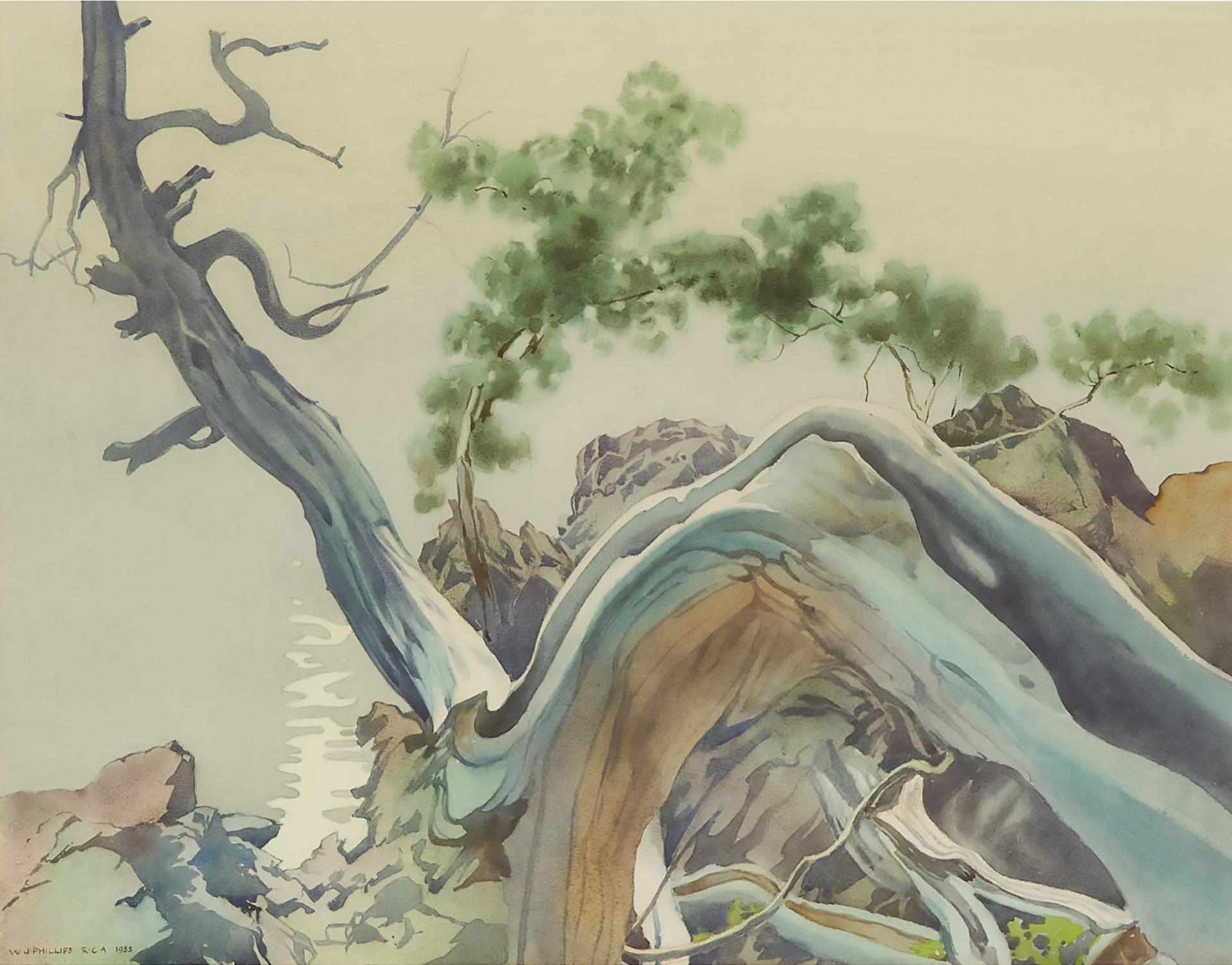 Walter Joseph (W.J.) Phillips (1884-1963) - Wild Juniper, 1955