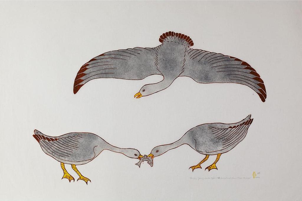 Martha Noah (1943) - Hungry Young Gulls