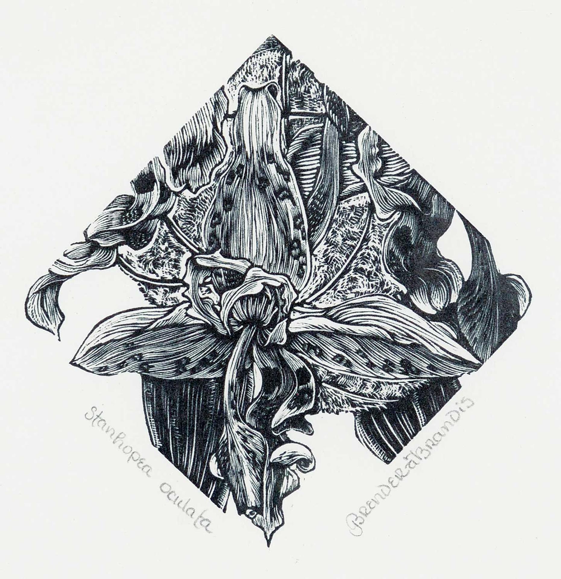 Gerard William Brender a Brandis (1942) - Stanhopea Oculata