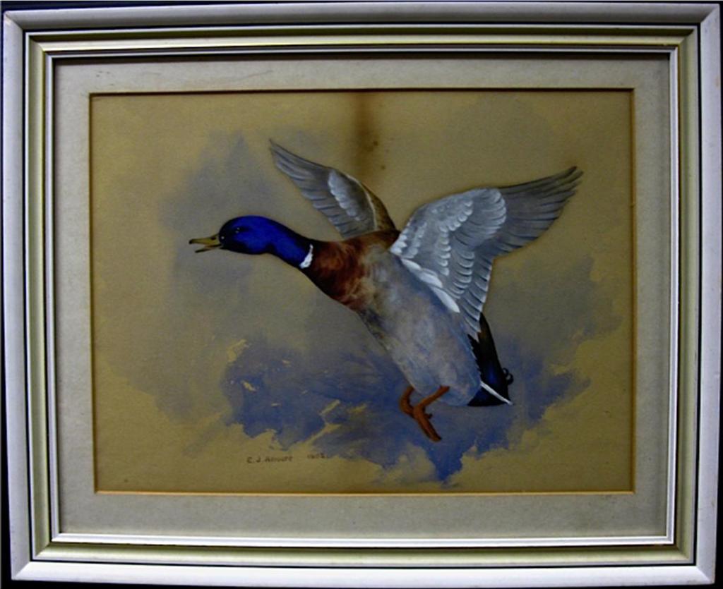 E.J. Amoore - Mallard In Flight