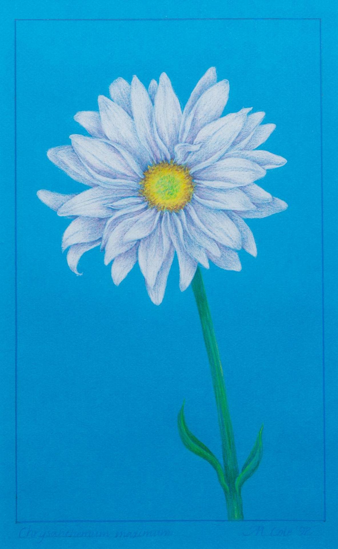 Martha Cole (1946) - Chrysanthemum Maximum