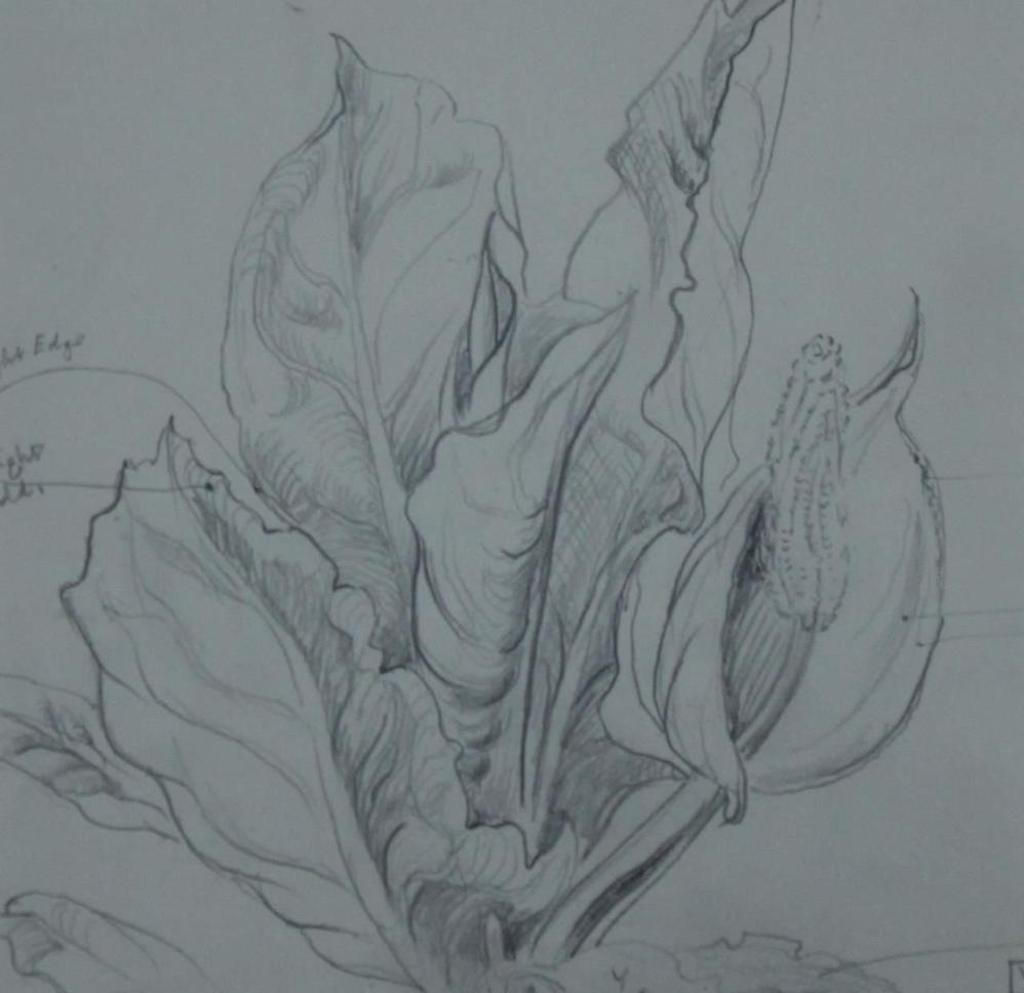 William Percival (W.P.) Weston (1879-1967) - Skunk Cabbage