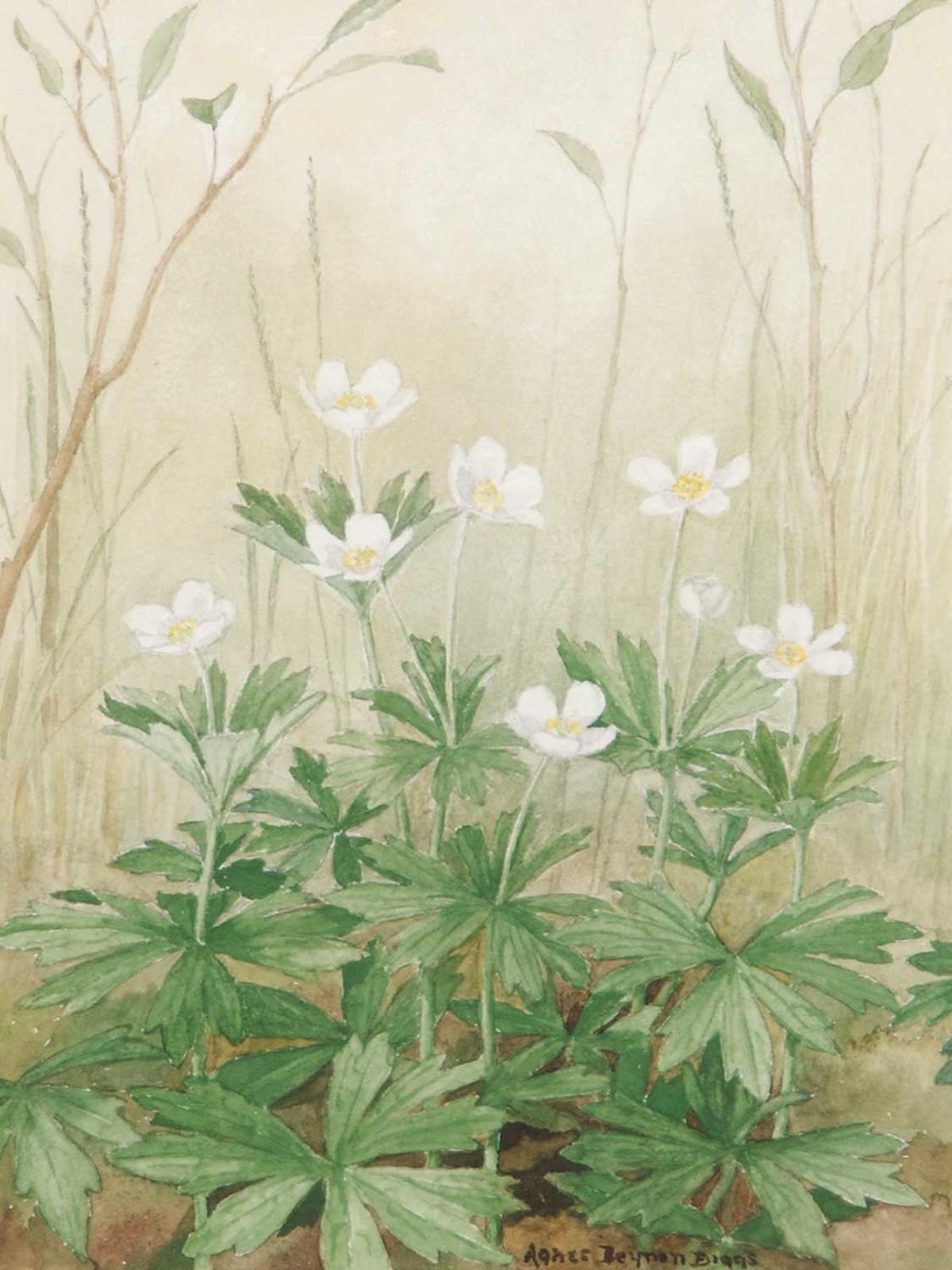Agnes Beynon Biggs - Anemones