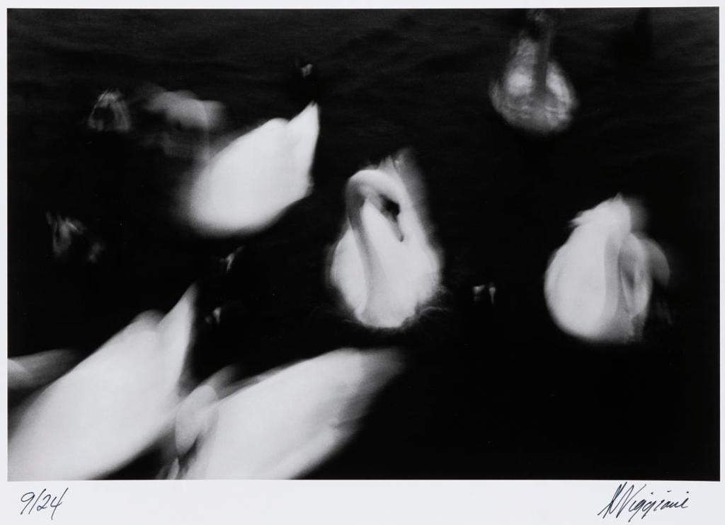 Anthony Viggiani - Family of Swans