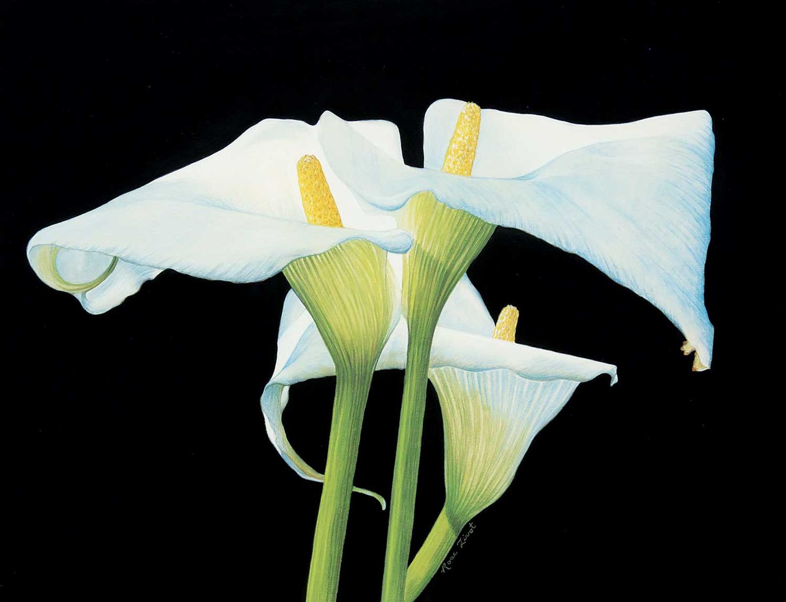 Rose Zivot - Untitled - White Lily Family