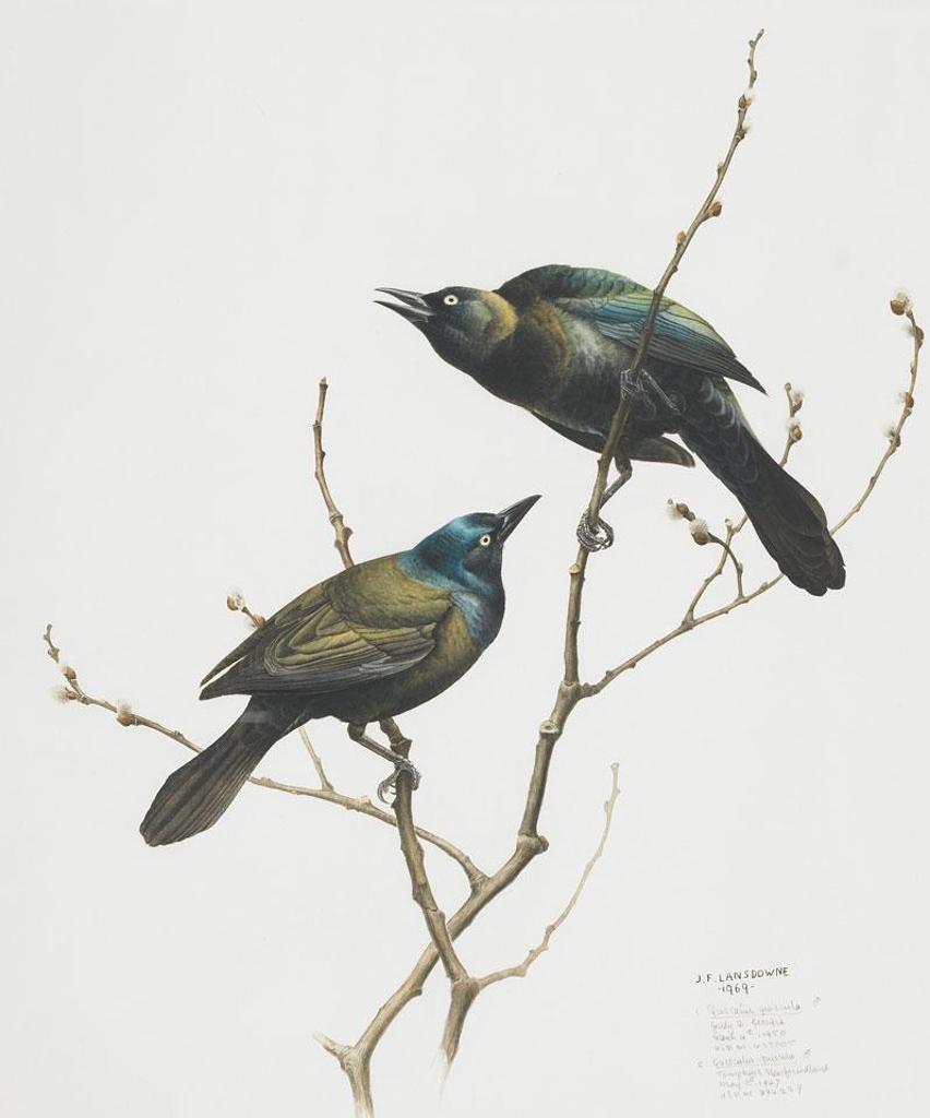 James Fenwick Lansdowne (1937-2008) - Common Grackle (Quiscalus Quiscula)