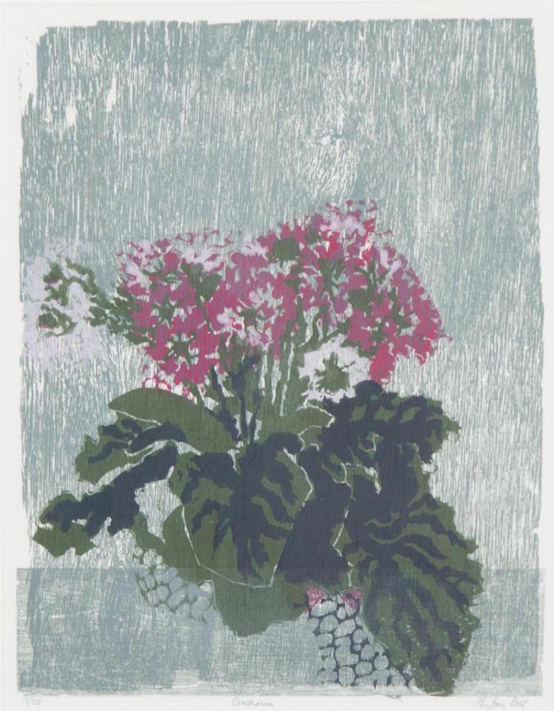 Alistair Macready Bell (1913-1997) - Cineraria