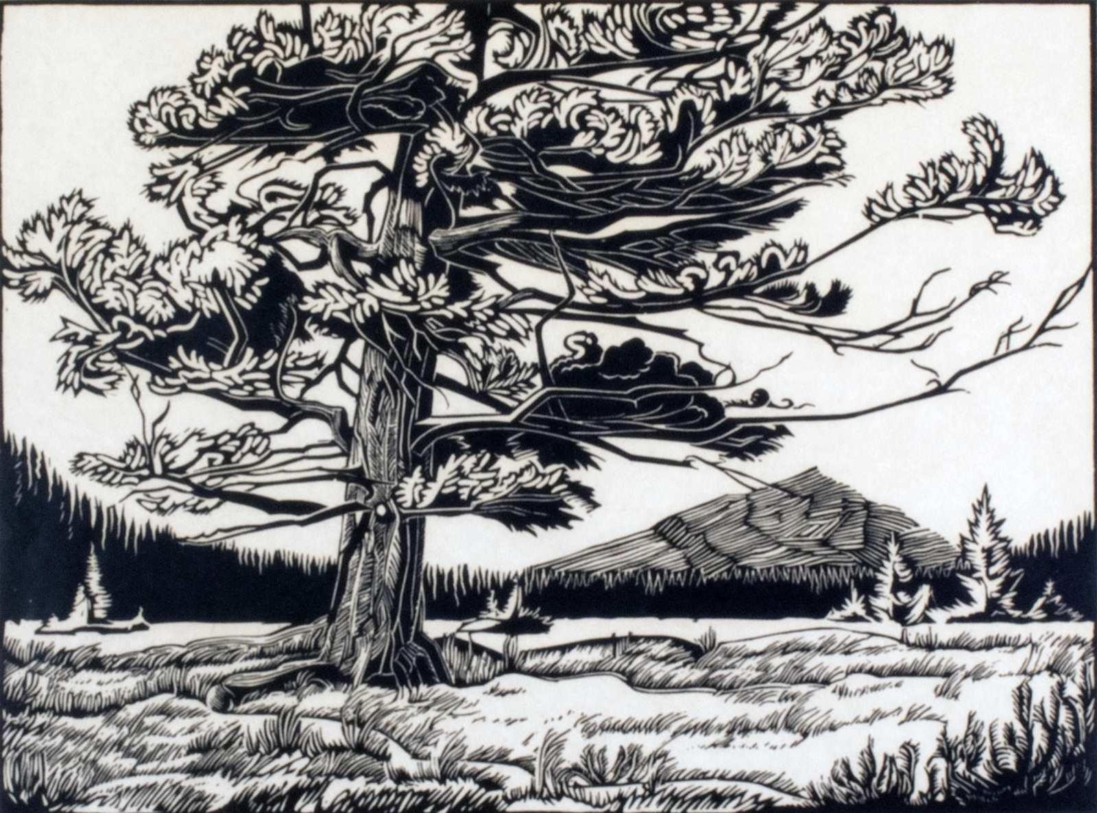 Margaret Dorothy Shelton (1915-1984) - Windblown Fir; 1947