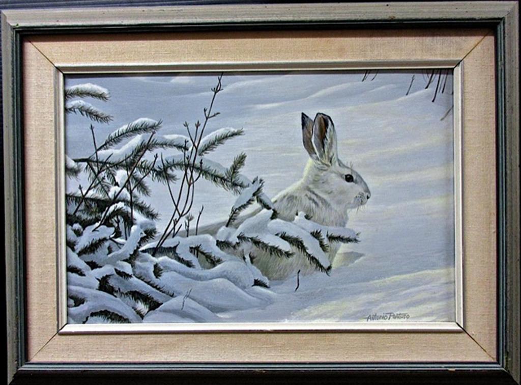 Antonio Pantuso - Arctic Hare