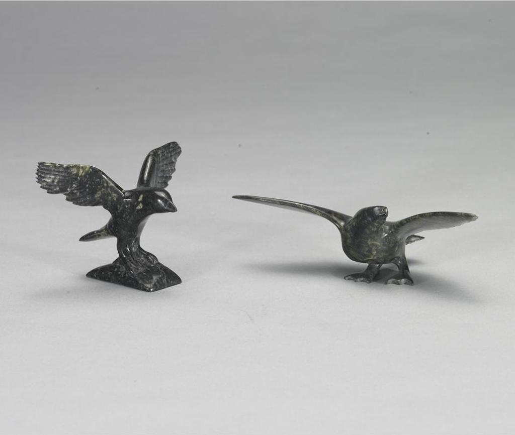 Napachie Sharky (1971-2018) - Birds (2)