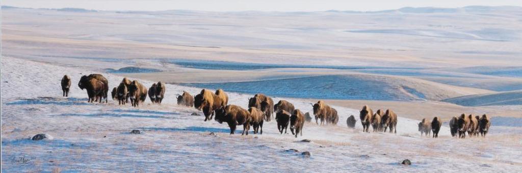 Horst Baender - Bison on the Move