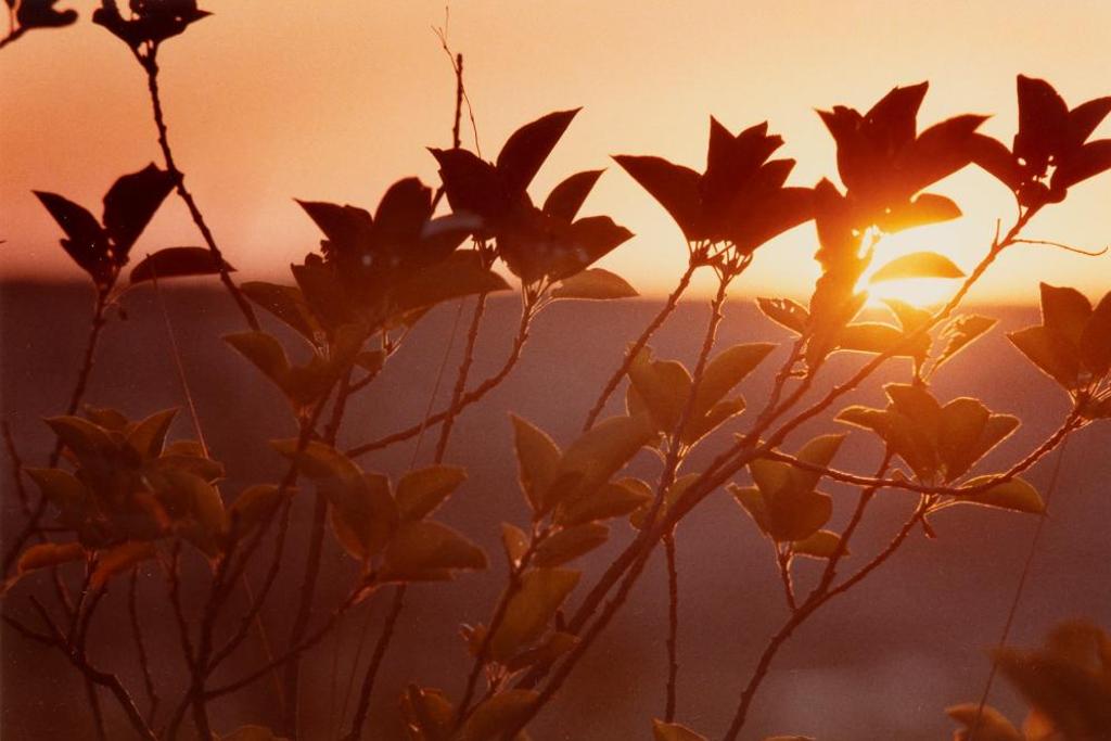 Gary Robins - Shelley's Sunset