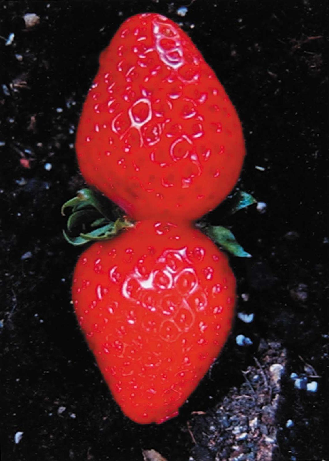 Bozenna Wisiniewska - Strawberry Fields Forever