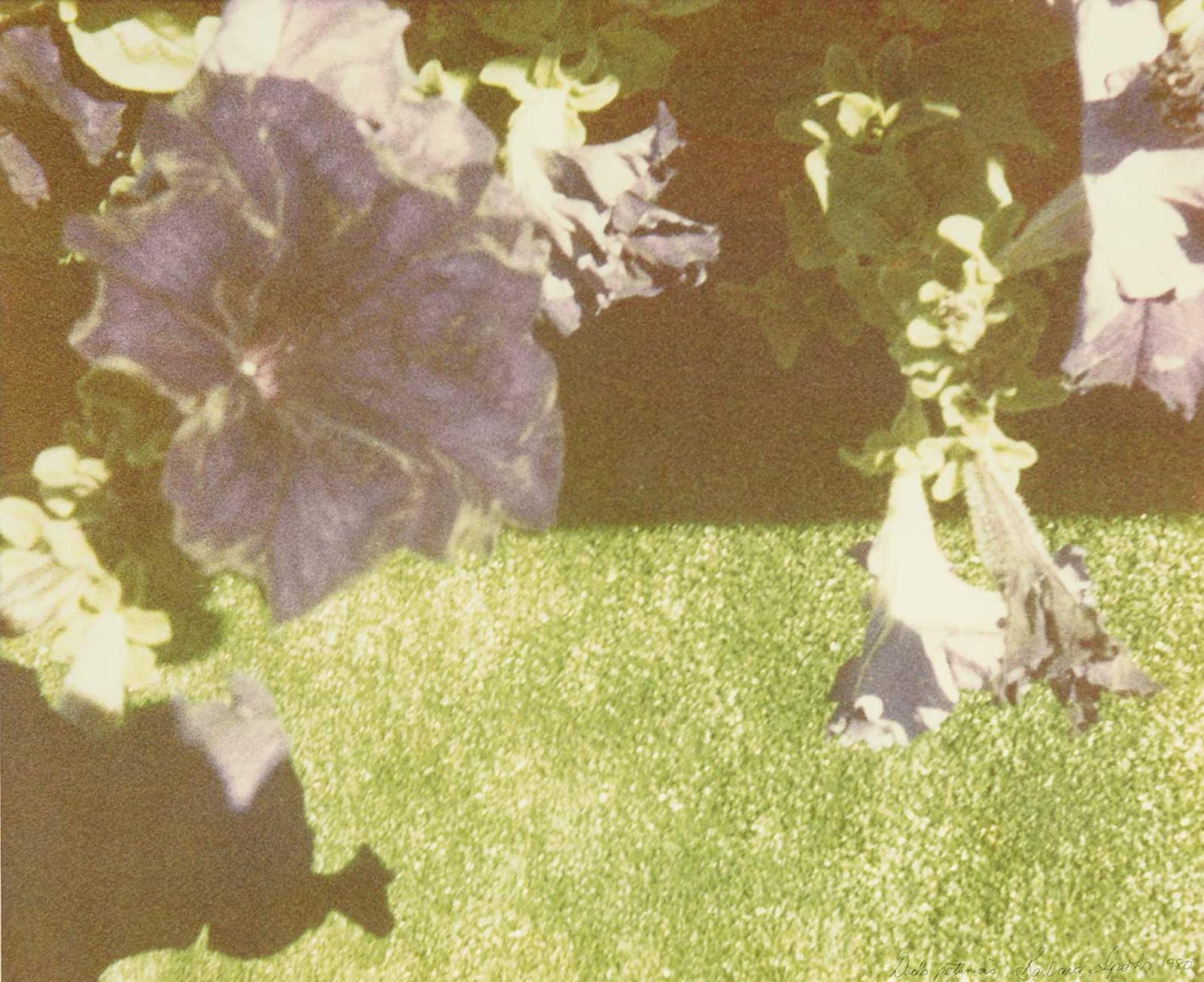 Barbara Spohr - Dad's Petunias