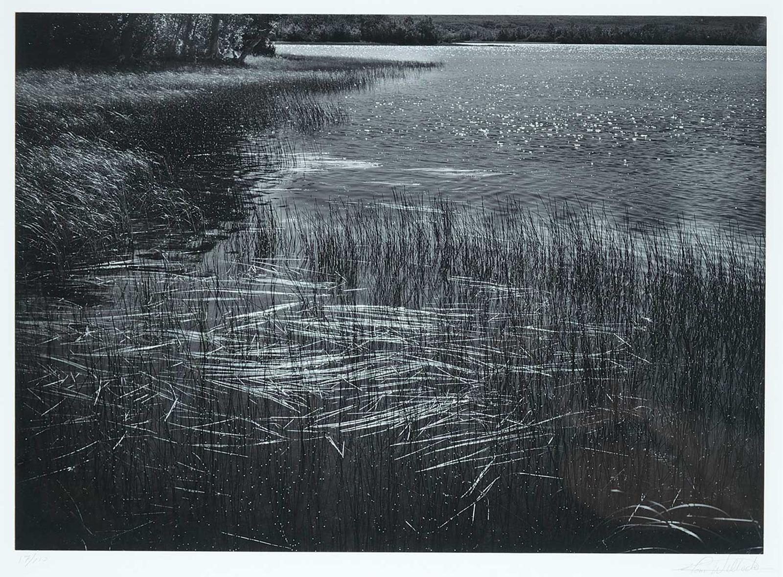 Tom Willock - Marsh Grass, Maskinonge #17/110