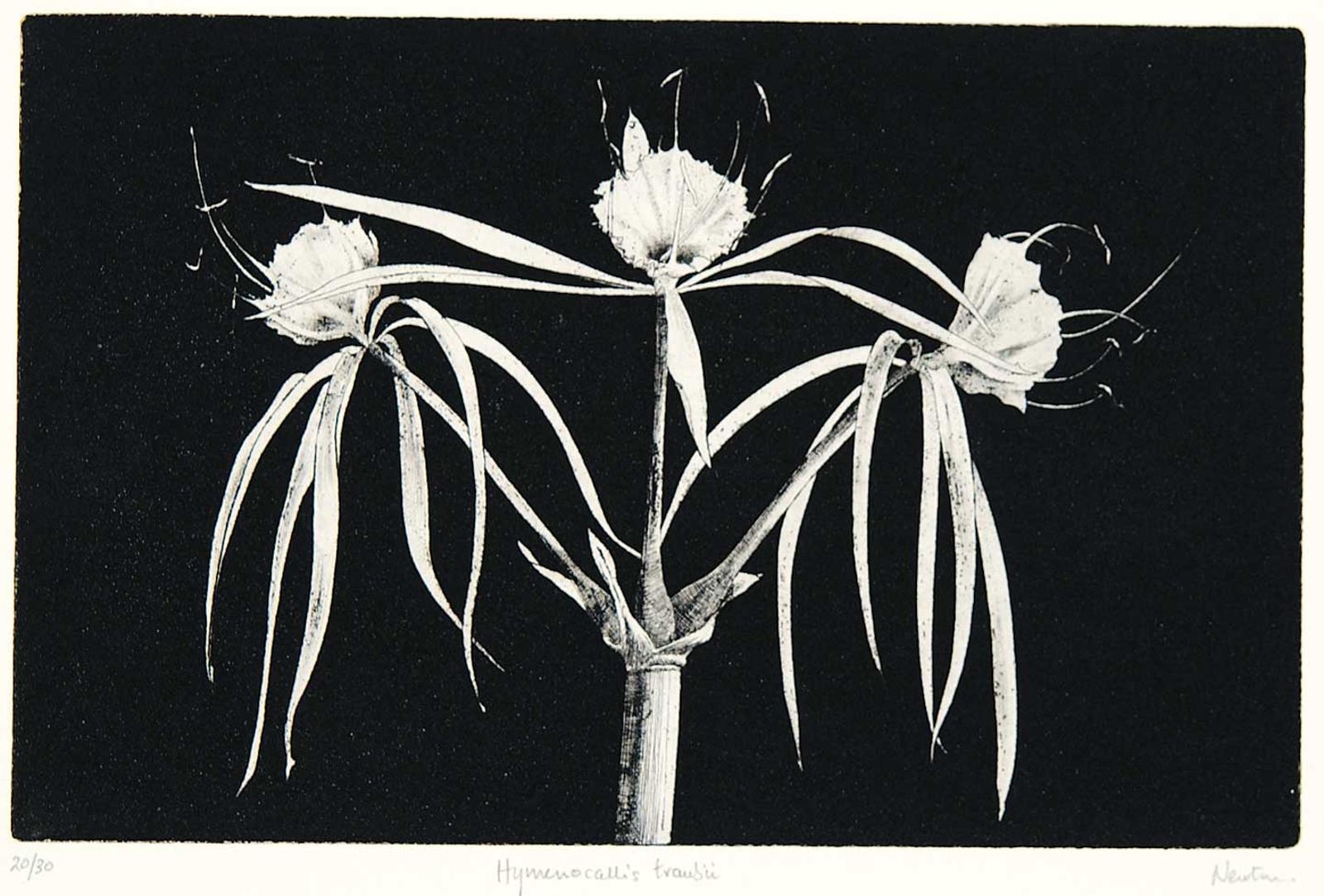 Garry Newton (1939-2008) - Hymenocallis Traubii  #20/30