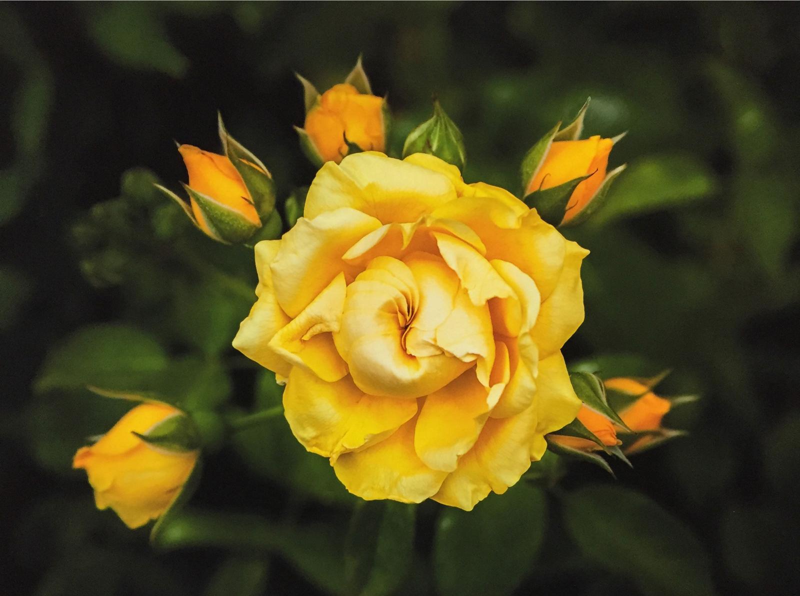 Selby Shanly - Midsummer Rose