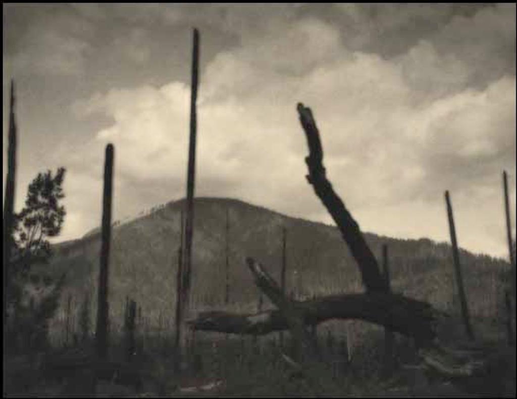 John A. Vanderpant (1884-1939) - In the Wake of the Forest Fire