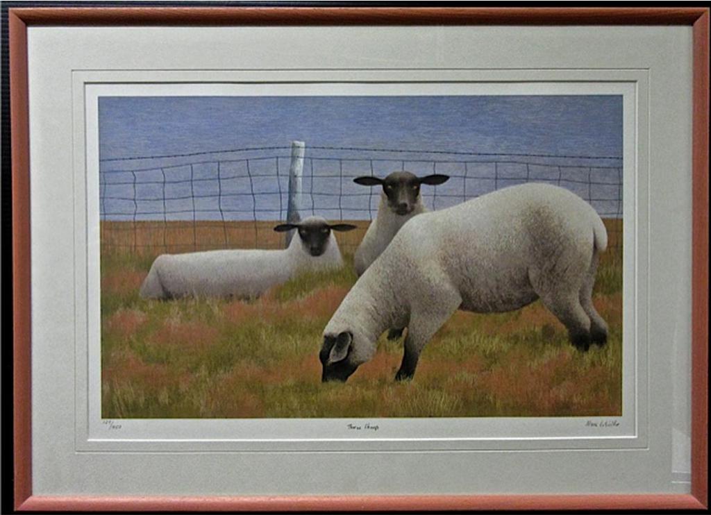 Alexander - Three Sheep