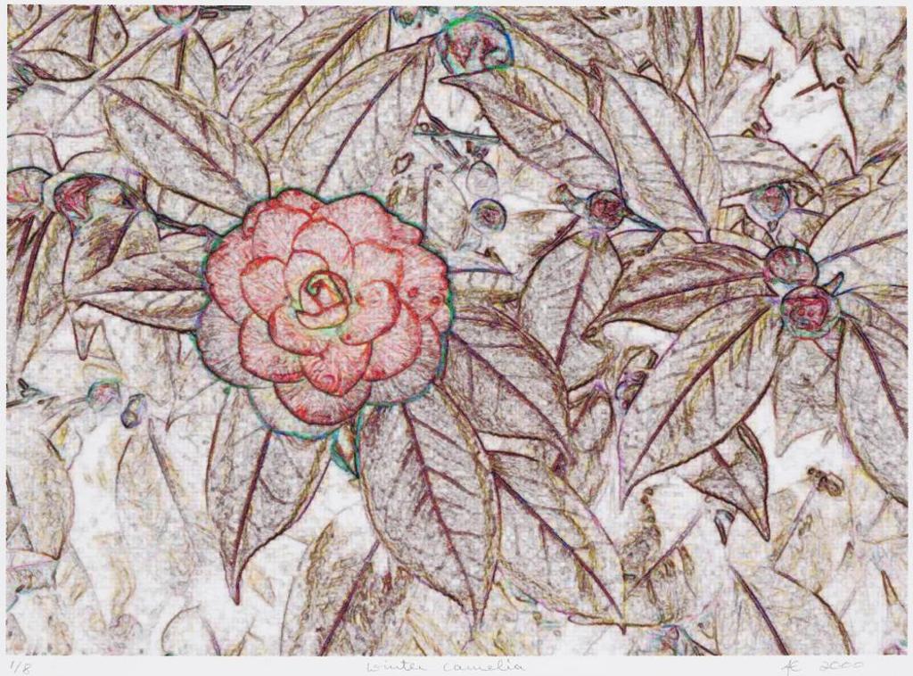 A.E. - Winter Camelia