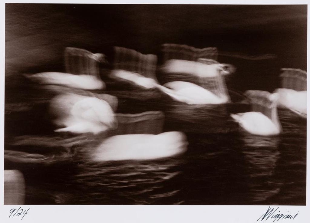 Anthony Viggiani - Swans in Pursuit