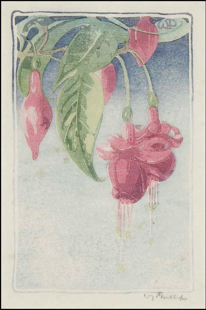 Walter Joseph (W.J.) Phillips (1884-1963) - Fuschia
