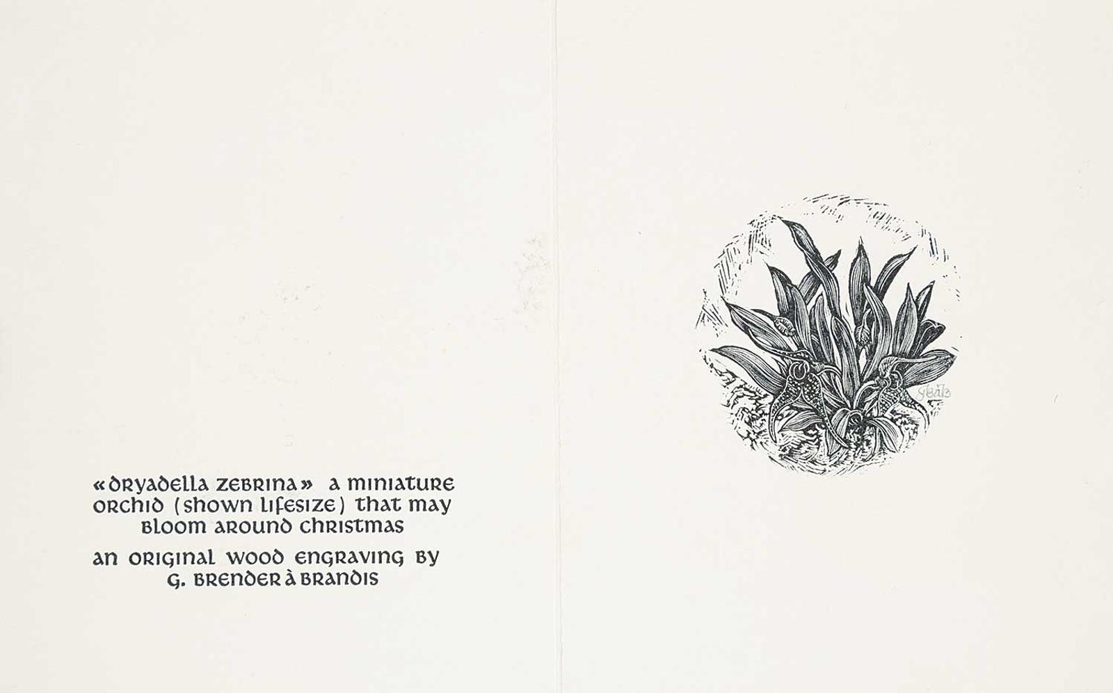 Gerard William Brender a Brandis (1942) - Oryadella Xebrina