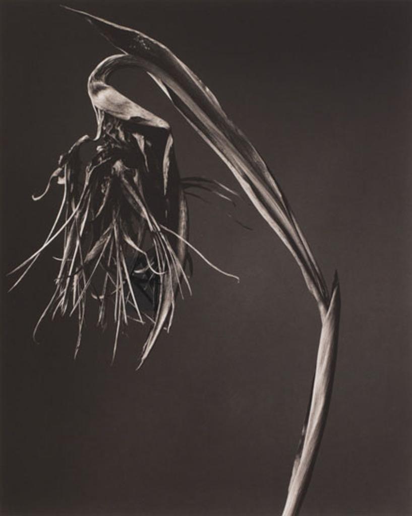 Malcolm Pasley - Bird of Paradise