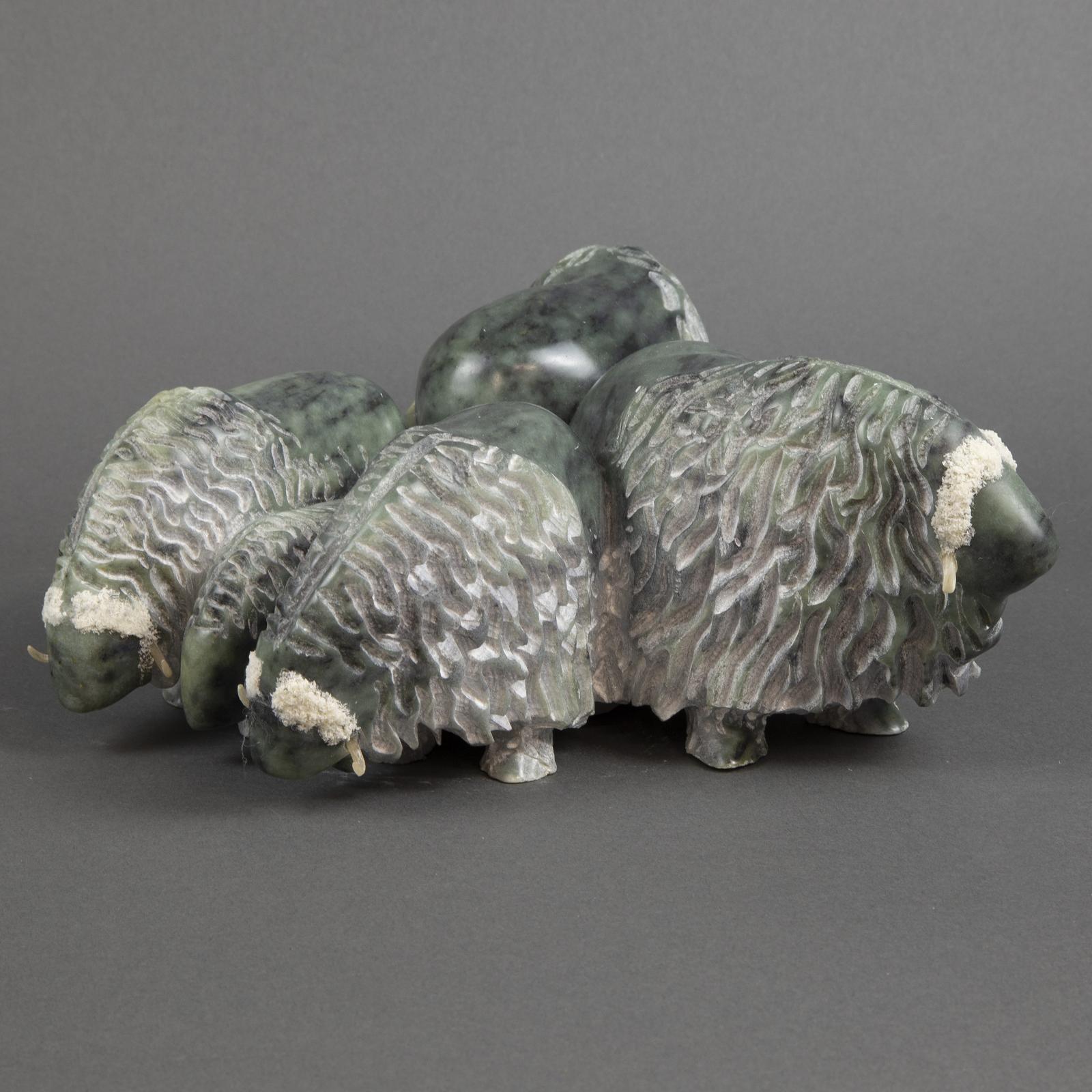 Ronald Taylor - Musk Ox Being Threatened