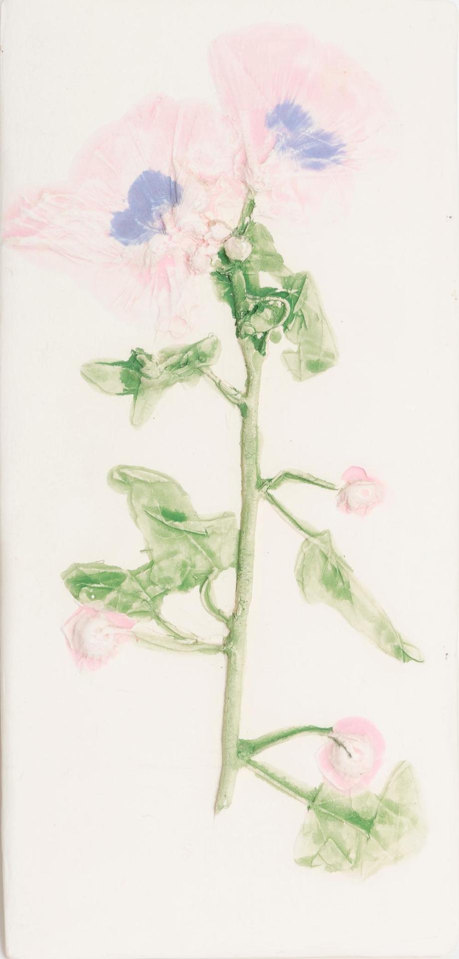 Susan Robertson - Lavatera