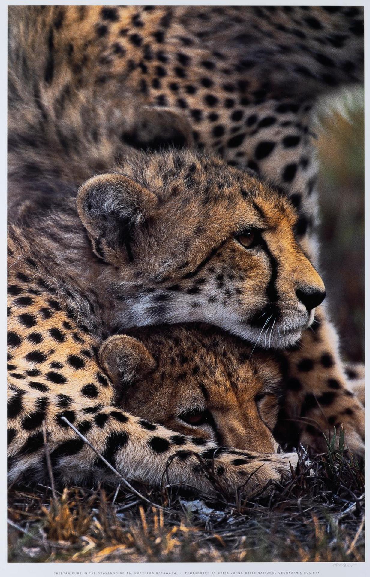 Chris Johns (1951) - Cheetah Cubs