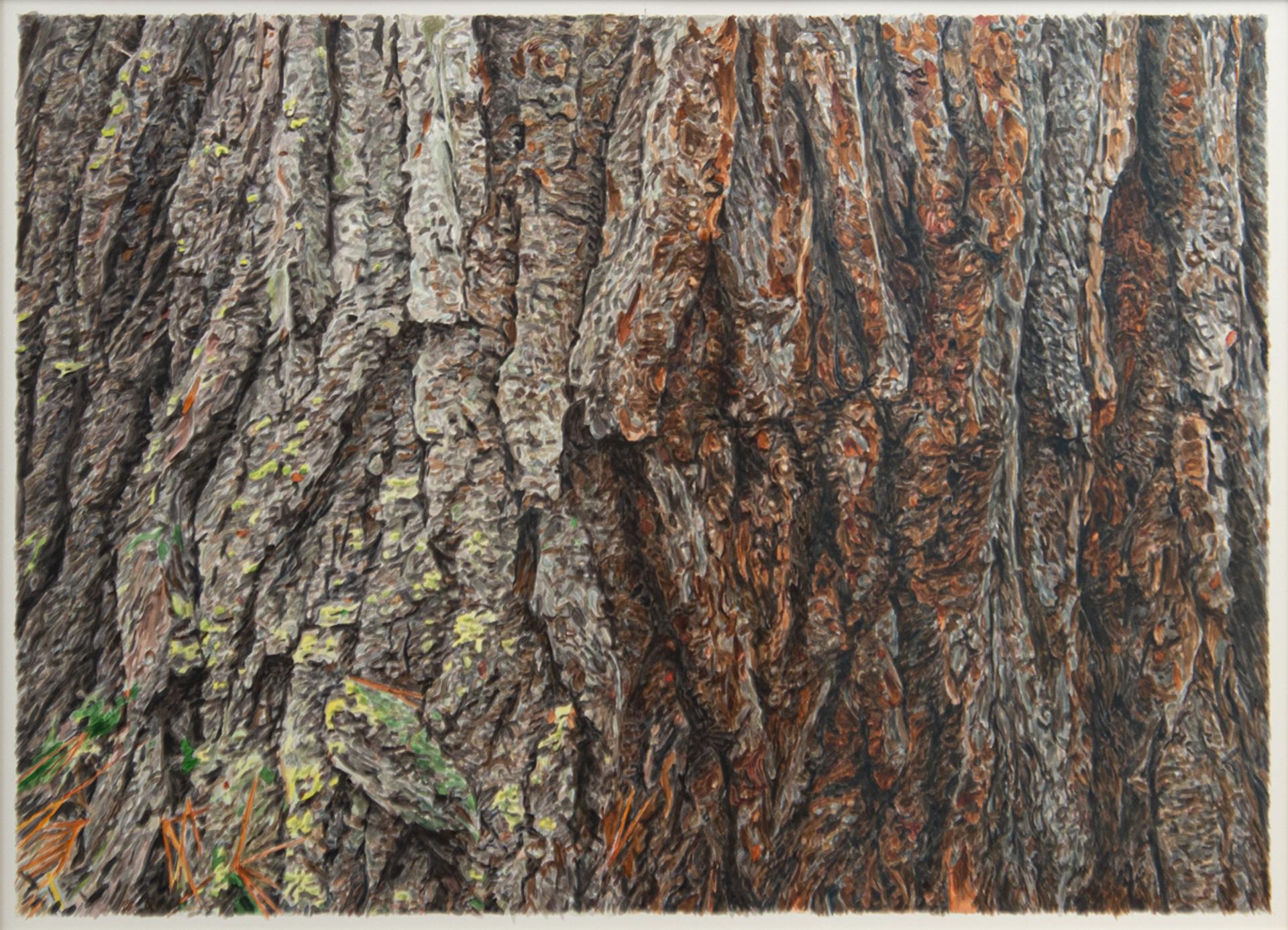 Robert Wiens - White Pine, c. 2005