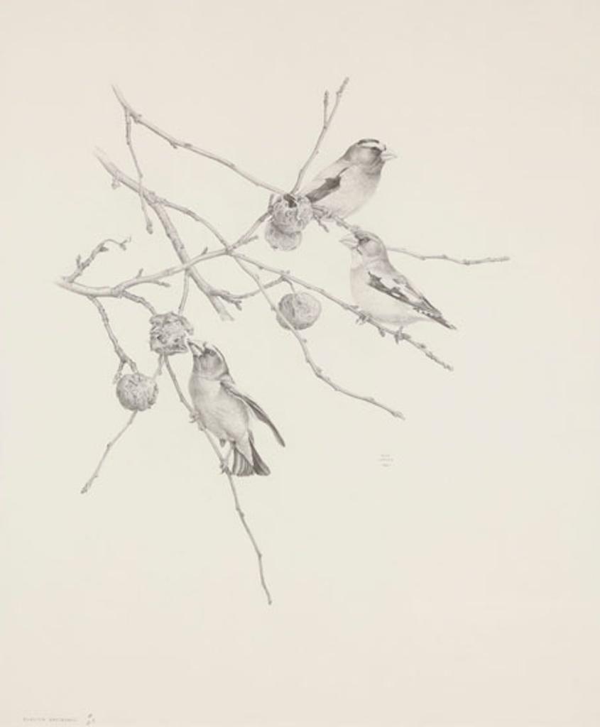 Martin Glen Loates (1945) - Evening Grosbeaks (03299/479)