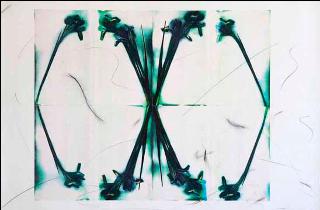Tracy Douglas - No. 3 (02643/2013-2641)