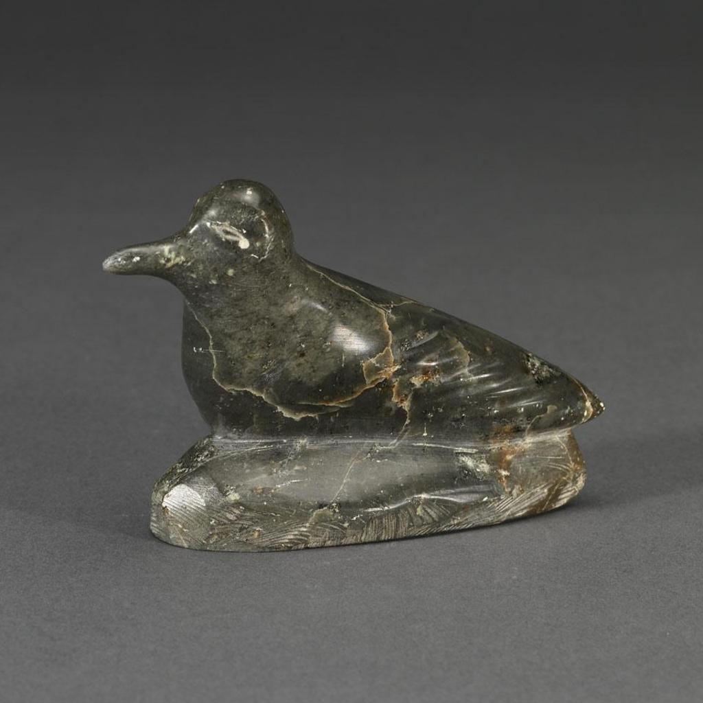 Noah Nowra - Bird