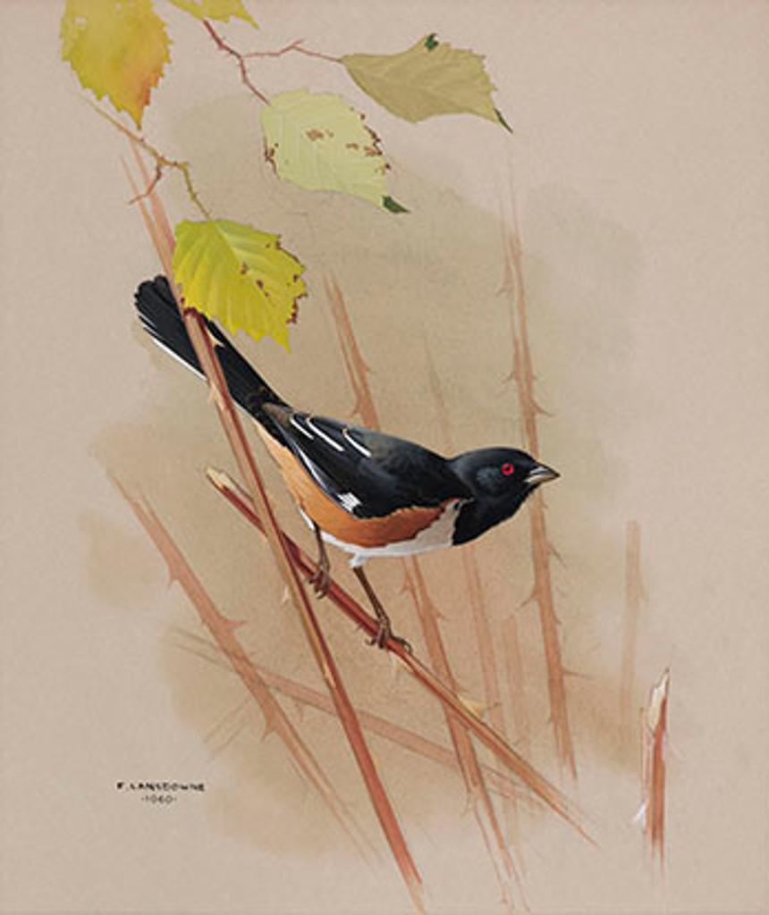 James Fenwick Lansdowne (1937-2008) - Rufous-Sided Towhee
