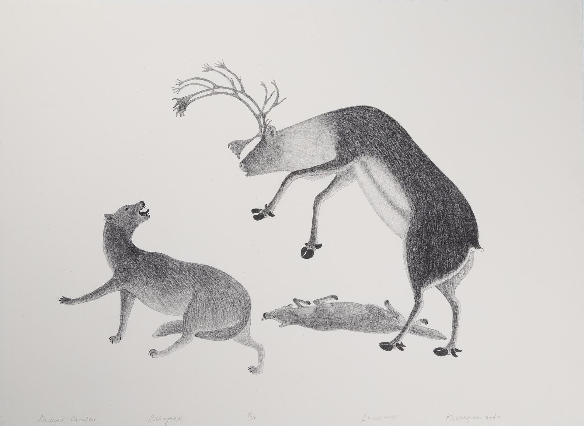 Kananginak Pootoogook (1935-2010) - Enraged Caribou, 1975