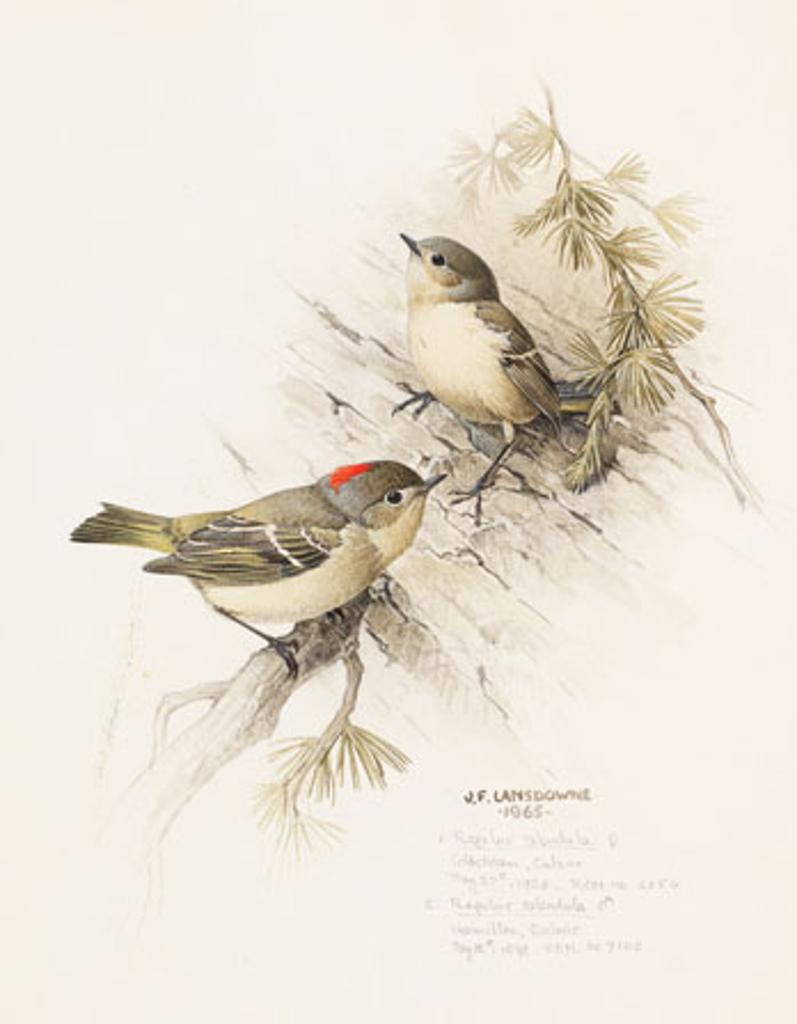 James Fenwick Lansdowne (1937-2008) - Ruby Crowned Kinglets