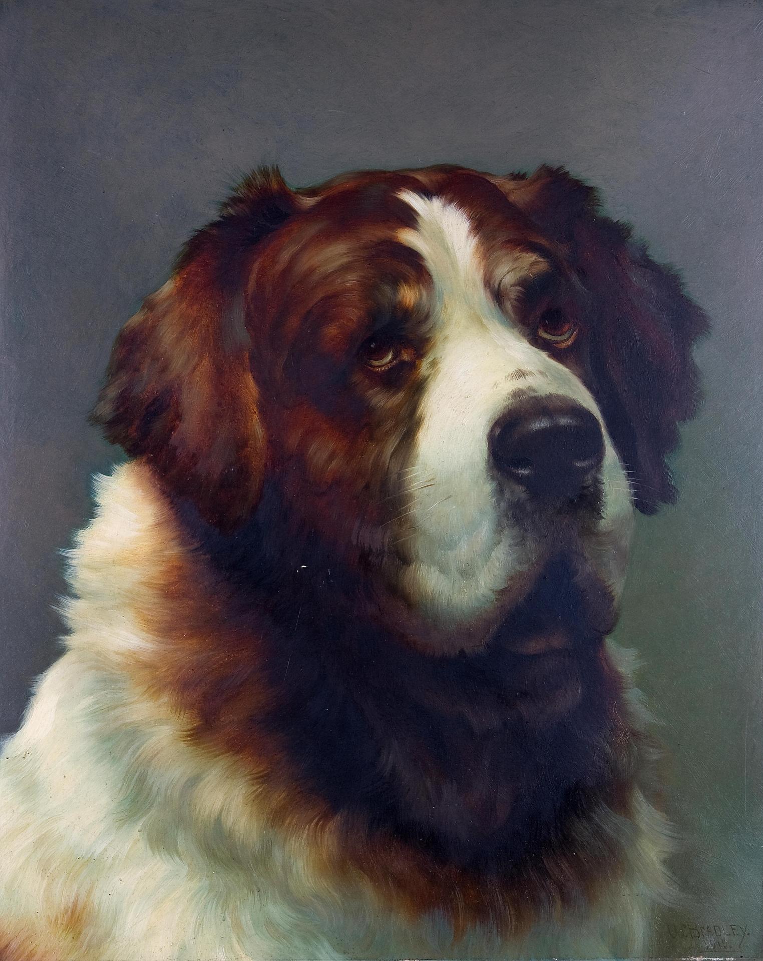 William Bradley (1880-1889) - Portrait of a St. Bernard