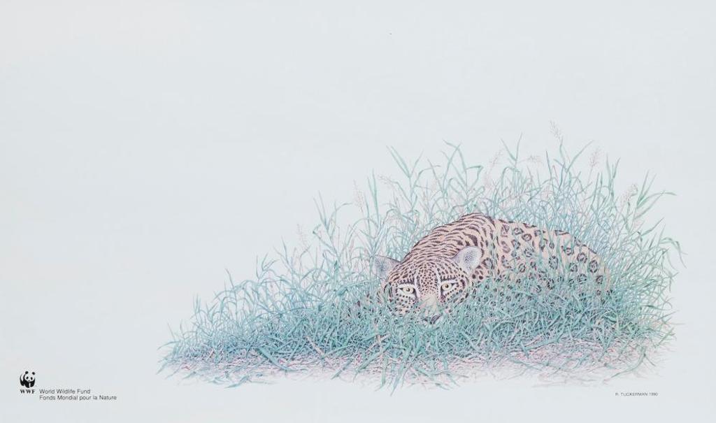 Rob Tuckerman - Jaguar 2