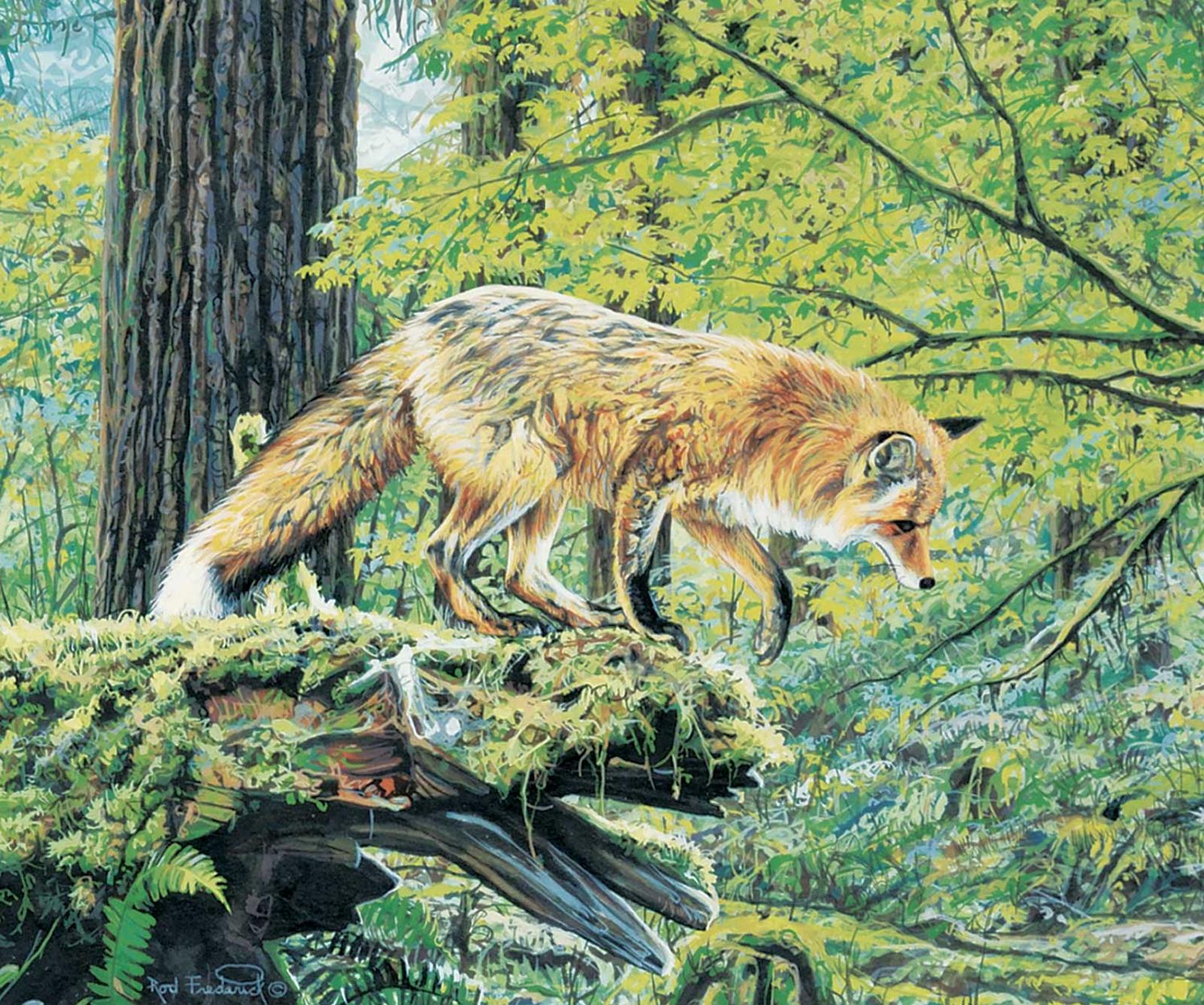 Rod Frederick (1956) - Untitled - Fox Study