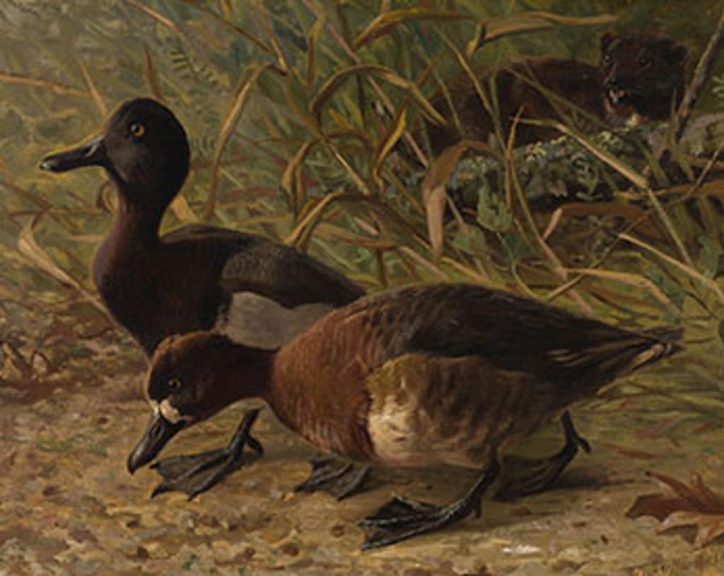 Thomas Mower Martin (1838-1934) - In Search of Dinner
